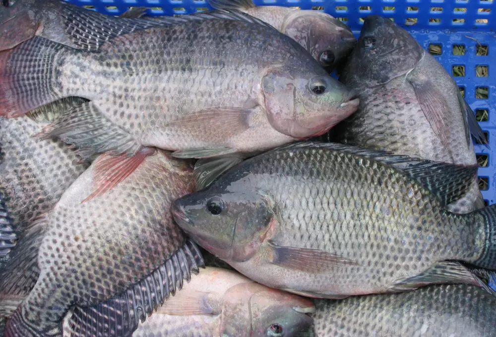 Tilapia
